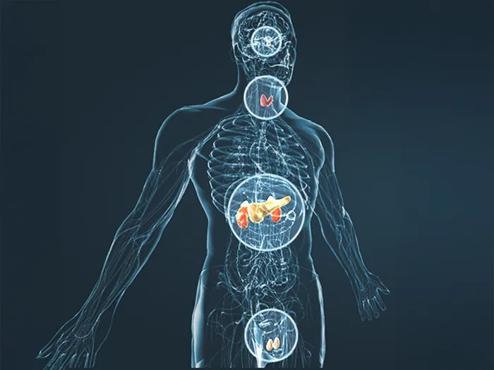Illustration of the male body and its circulatory system